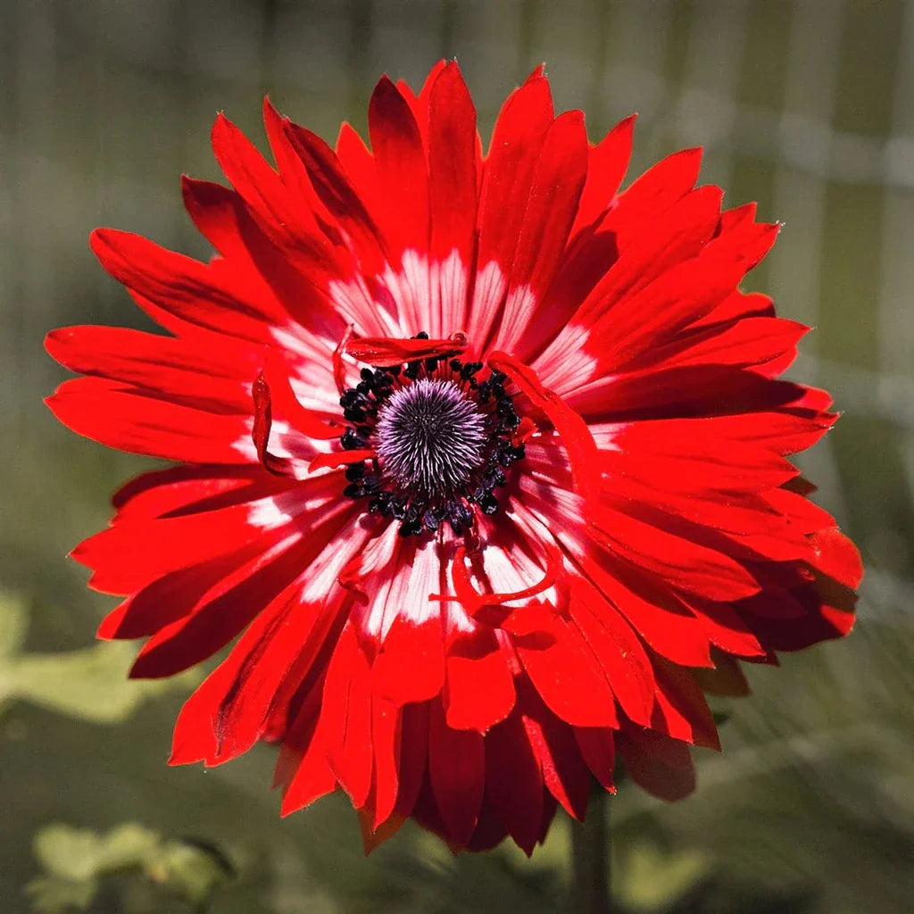 Bulbi de Anemone "The Governor", 10 bucati