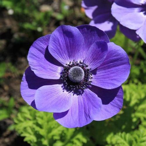 Bulbi de Anemone "Mr Fokker Coronaria" 10 bucati