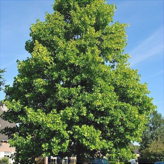 Arborele de Lalea, ''Liriodendron tulipifera''  1 Bucata