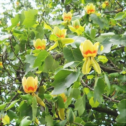 Arborele de Lalea, ''Liriodendron tulipifera''  1 Bucata