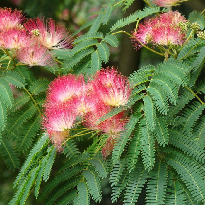Arborele de Matase, la Ghiveci de 25L, 1 Bucata