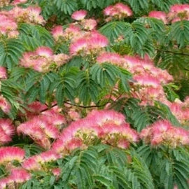 Arborele de Matase, la Ghiveci de 25L, 1 Bucata