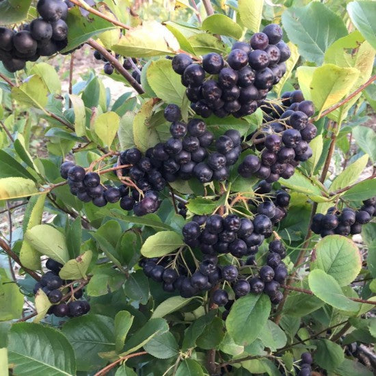 Aronia Galicjaka la ghiveci