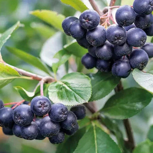Aronia Galicjaka la ghiveci