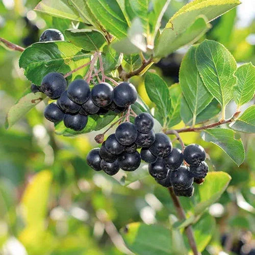 Aronia Galicjaka la ghiveci