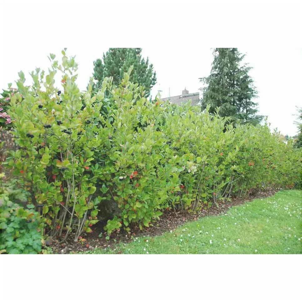 Aronia Nero la ghiveci