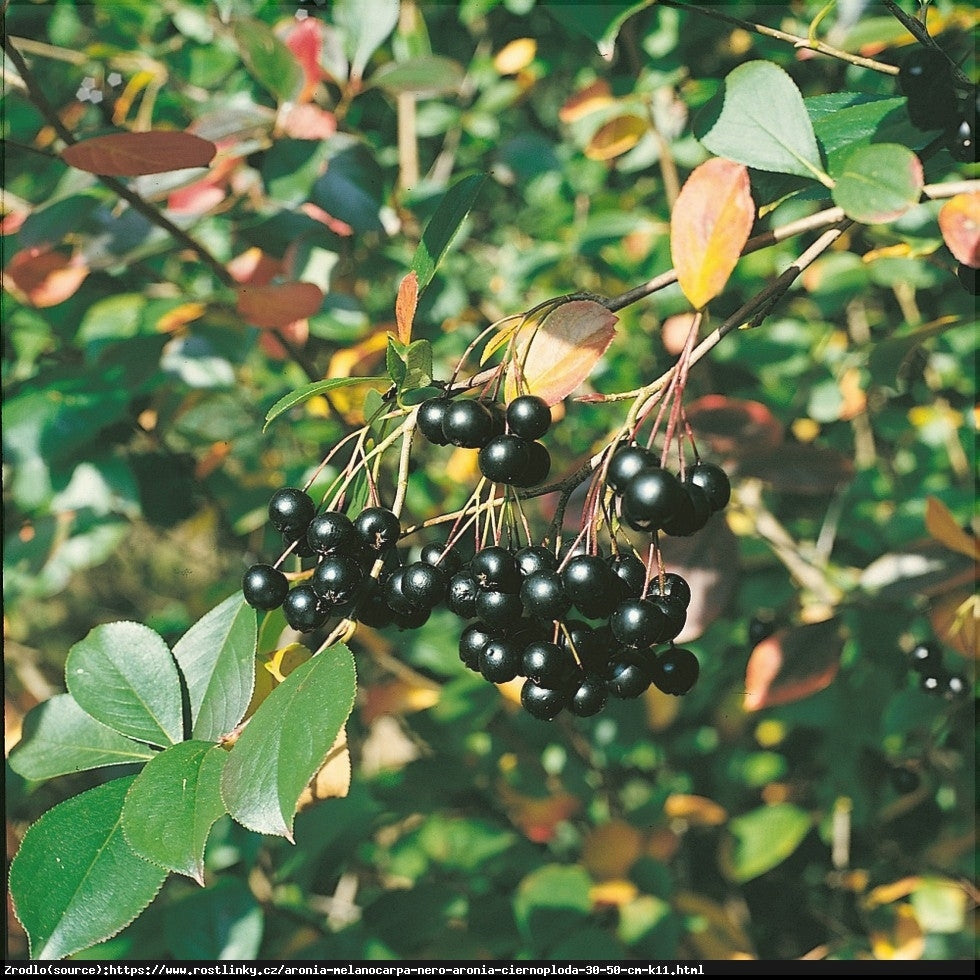 Aronia Nero la ghiveci
