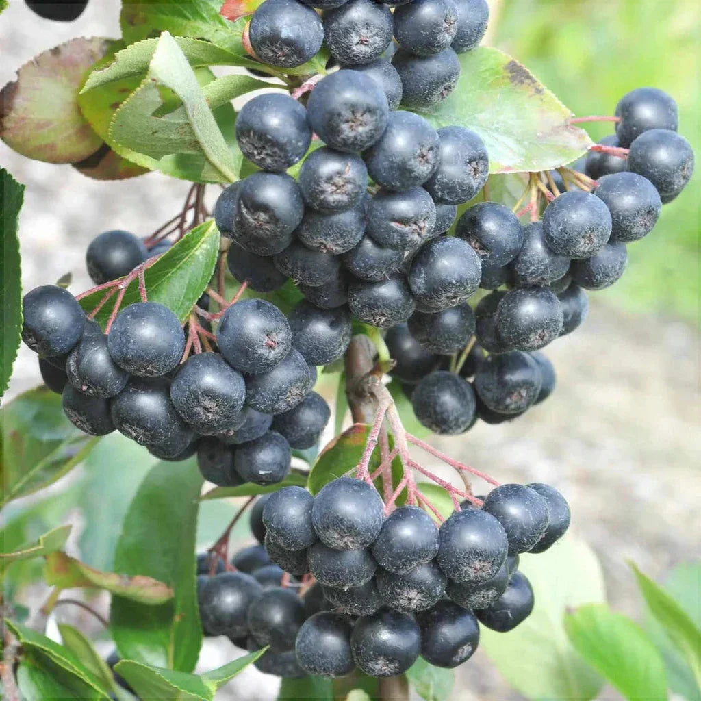 Aronia Nero la ghiveci