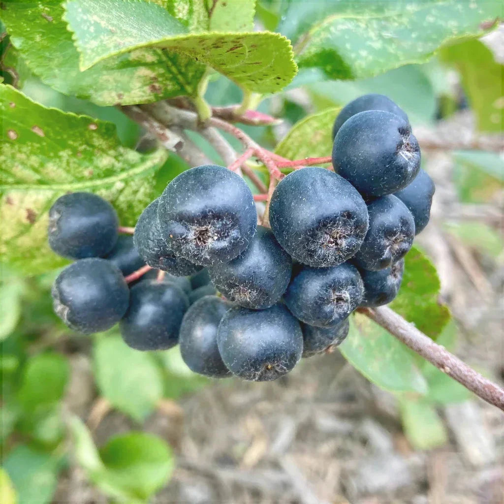 Aronia Viking la ghiveci