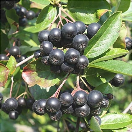 Aronia Viking la ghiveci