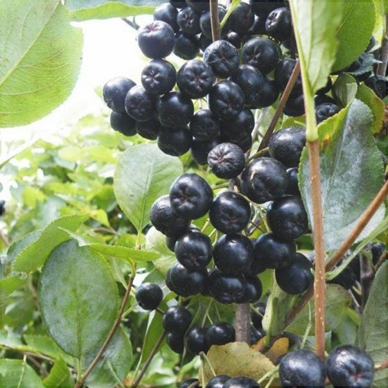 Aronia Viking la ghiveci