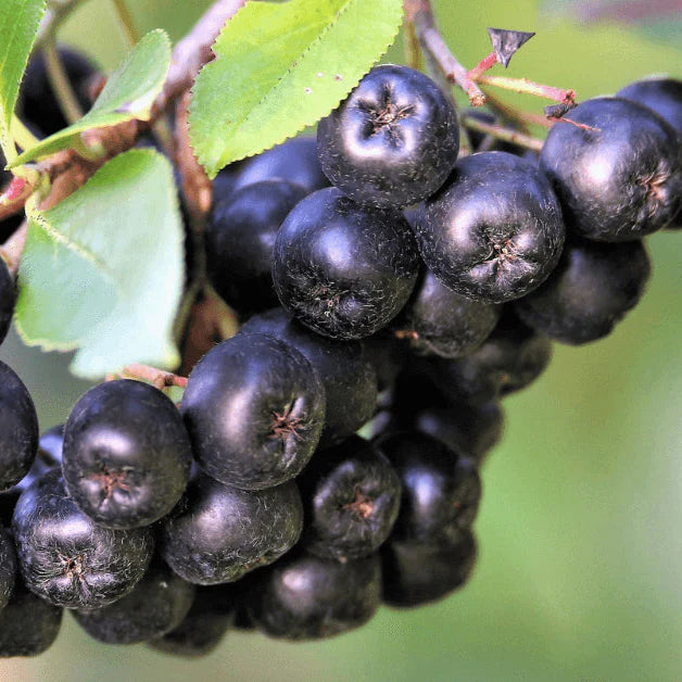 Aronia Hugin la ghiveci
