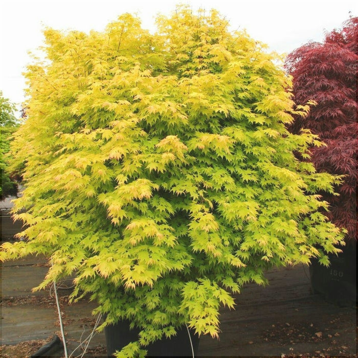 Artar Japonez "Orange Dream", 130-150 cm, la Ghiveci de 12L, 1 Bucata