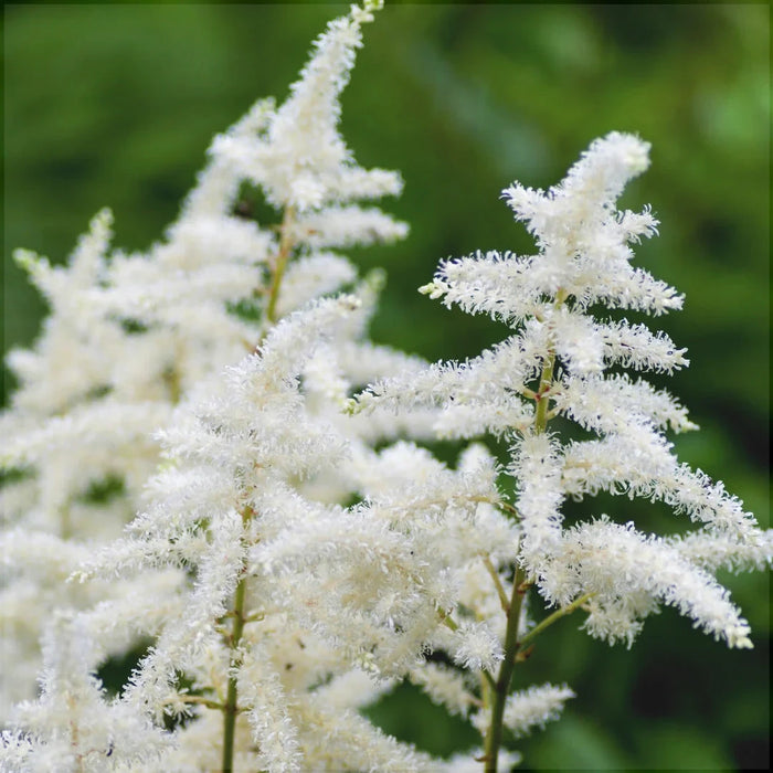 Astilbe Alb, 1 Bucata