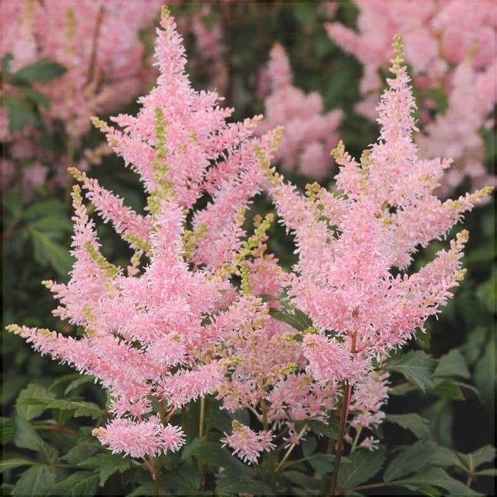 Astilbe Roz, 1 Bucata