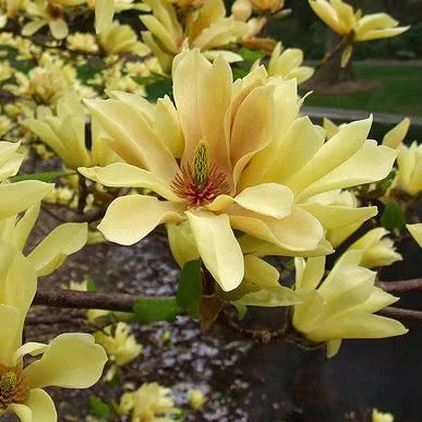 Magnolia "Butterflies" la ghiveci