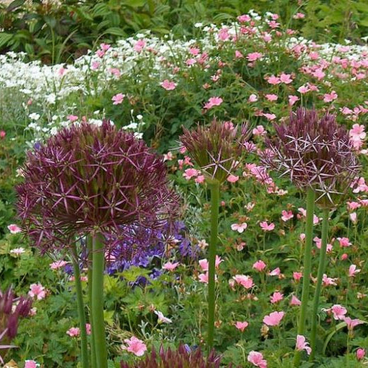 Bulbi de Allium "Christophii", 2 Bucati
