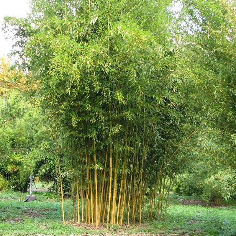 Bambus, Auriu, 175- 200 cm , la Ghiveci de 10L, 1 Bucată