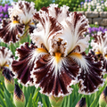 Bulbi de Iris Germanica "Batik"