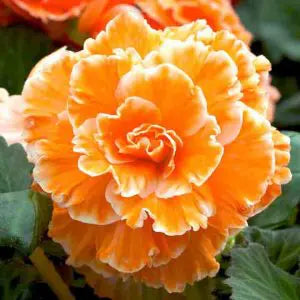 Bulbi de Begonia "Picotee Lace", Orange, 2 Bucăți