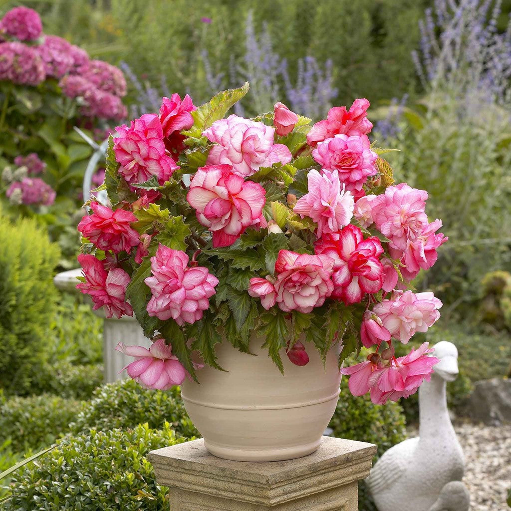 Bulbi de Begonia "Bouton de Rose", Roz, 2 Bucăți