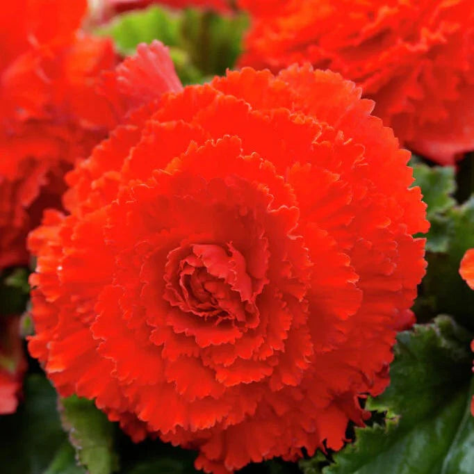 Bulbi de Begonia "Fimbriata", Portocaliu, 2 Bucăți