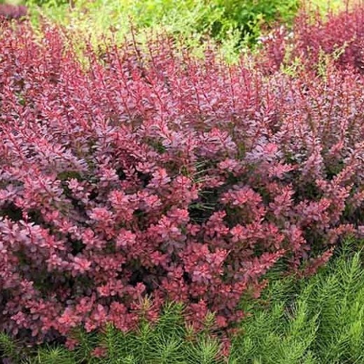 Berberis "Dracila", Mov, 80-100 cm, la Ghiveci de 10L, 1 Bucata