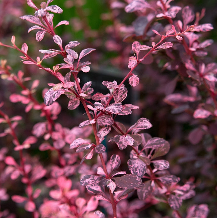 Berberis "Dracila", Mov, 80-100 cm, la Ghiveci de 10L, 1 Bucata