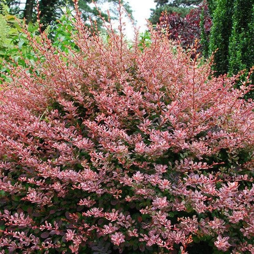 Berberis "Dracila", Mov, 80-100 cm, la Ghiveci de 10L, 1 Bucata