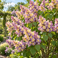 Liliac Syringa vulgaris Bicolor Liben