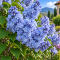 Liliac  Syringa Vulgaris Bleu