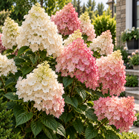 Hortensia Arbustiva Paniculata "Phantom"