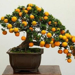 Bonsai "Citrus Mitis -Calamandino"