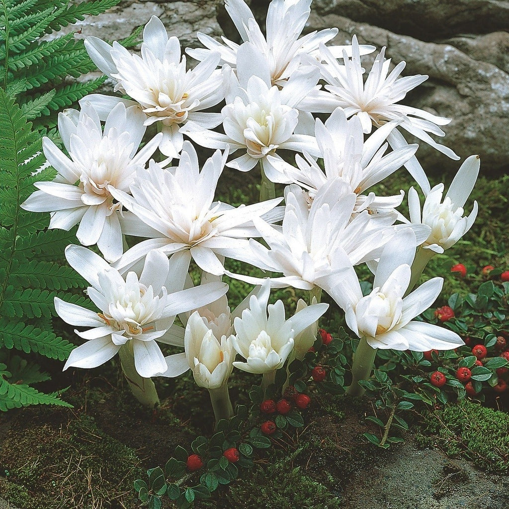 Brândușe de Toamnă „Colchicum Autumnale Album”, 1 Bucată – bulbi de flori, fotografia 2 | Regatul Plantelor