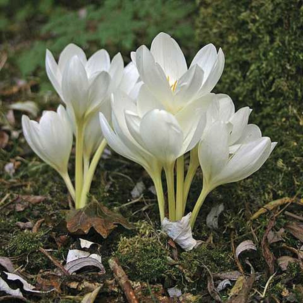 Brândușe de Toamnă „Colchicum Autumnale Album”, 1 Bucată – bulbi de flori, fotografia 3 | Regatul Plantelor
