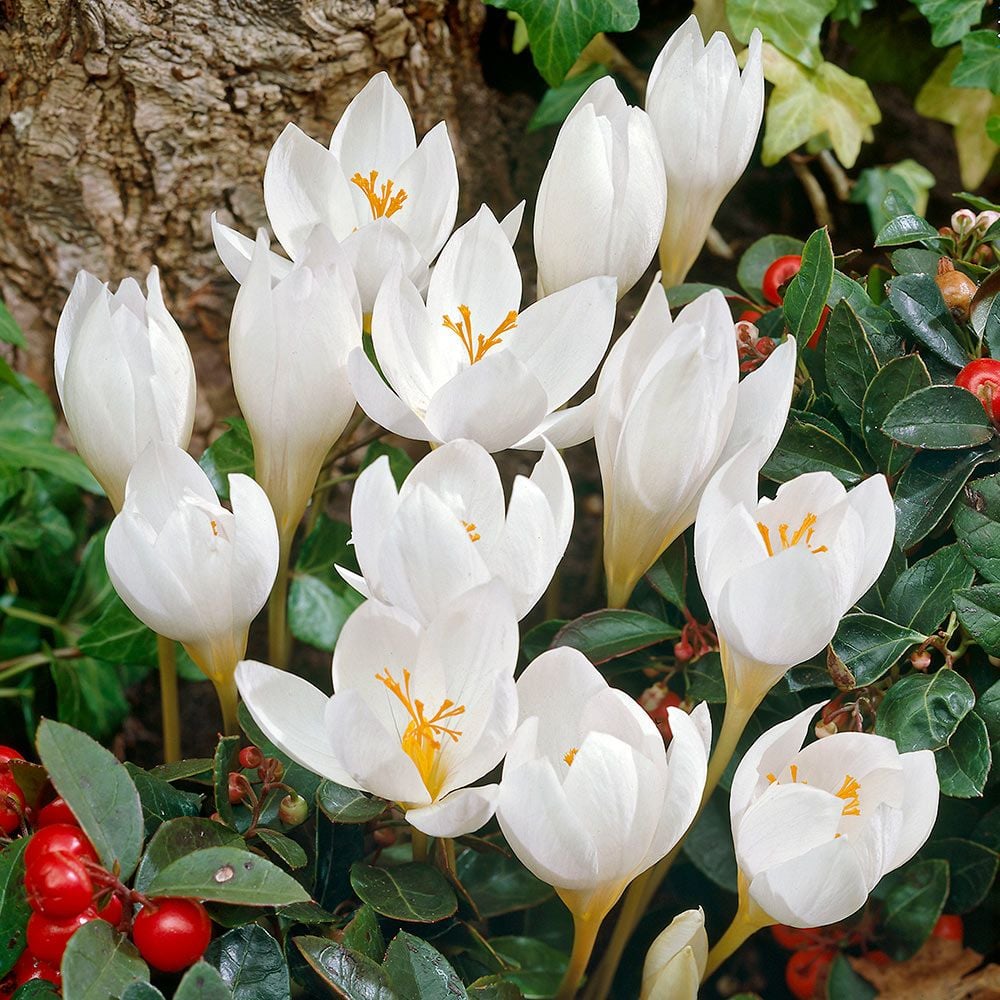Brândușe de Toamnă „Colchicum Autumnale Album”, 1 Bucată – bulbi de flori | Regatul Plantelor
