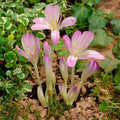 Brândușe de Toamnă „Colchicum Byzantinum”, 1 Bucată – bulbi de flori | Regatul Plantelor