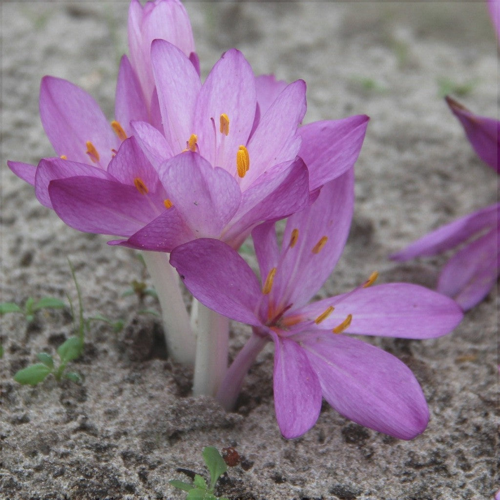 Brândușe de Toamnă „Colchicum Cilicicum”, 1 Bucată – bulbi de flori | Regatul Plantelor