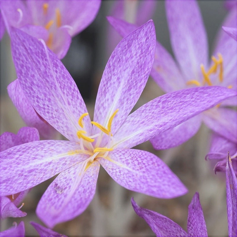 Brândușe de Toamnă „Colchicum Cilicicum”, 1 Bucată – bulbi de flori, fotografia 2 | Regatul Plantelor