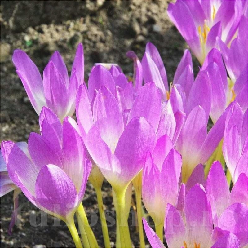Brândușe de Toamnă „Colchicum Cilicicum”, 1 Bucată – bulbi de flori, fotografia 3 | Regatul Plantelor
