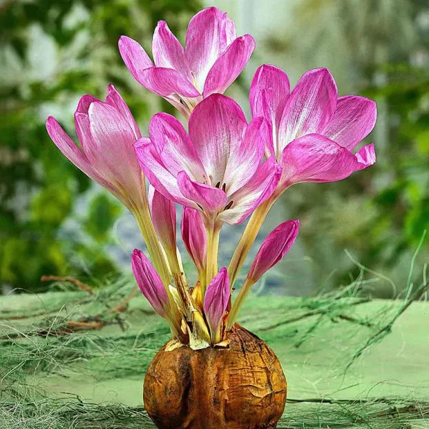 Brândușe de Toamnă „Colchicum Gigant”, 1 Bucată – bulbi de flori | Regatul Plantelor