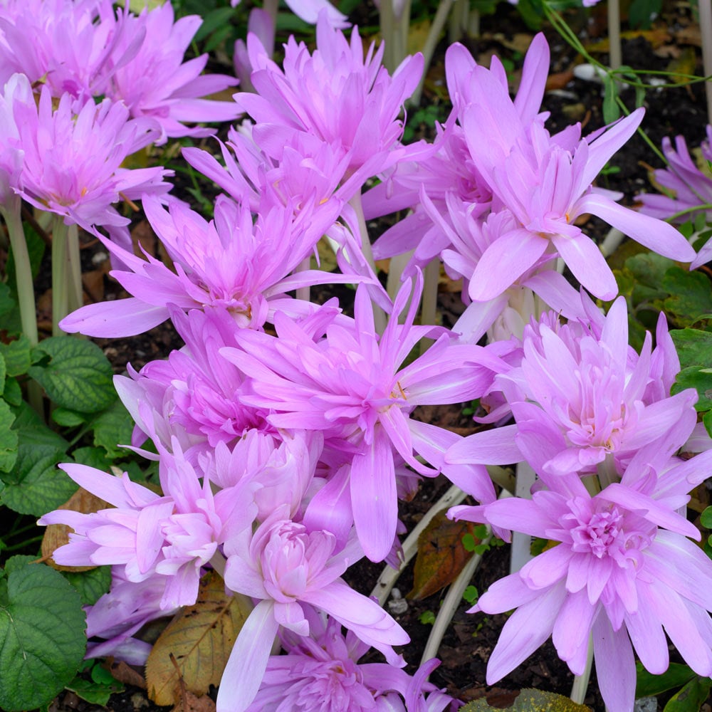 Brândușe de Toamnă „Colchicum Waterlily”, 1 Bucată – bulbi de flori, fotografia 3 | Regatul Plantelor