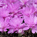 Brândușe de Toamnă „Colchicum Waterlily”, 1 Bucată – bulbi de flori | Regatul Plantelor