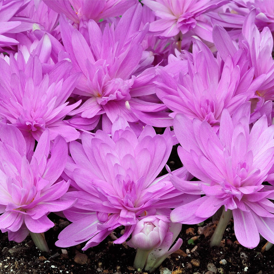 Brândușe de Toamnă „Colchicum Waterlily”, 1 Bucată – bulbi de flori | Regatul Plantelor