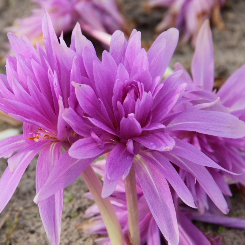 Brândușe de Toamnă „Colchicum Waterlily”, 1 Bucată – bulbi de flori, fotografia 2 | Regatul Plantelor