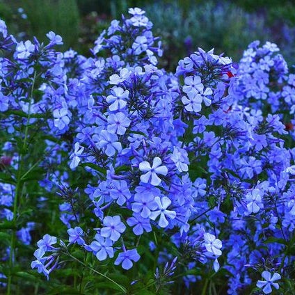 Bulbi de Phlox "Paniculata", Albastru, 2 Bucăți