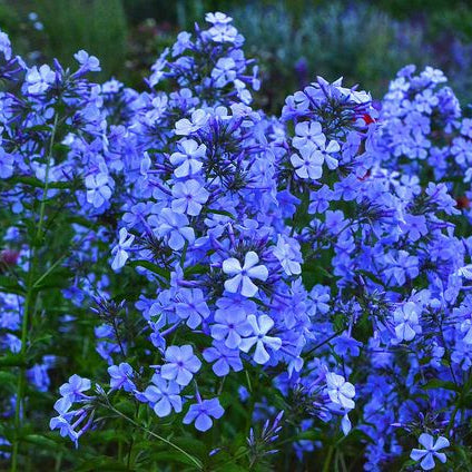Bulbi de Phlox "Paniculata", Albastru, 1 Bucata