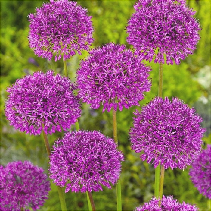 Bulbi de Allium "Aflatunense", 2 Bucati