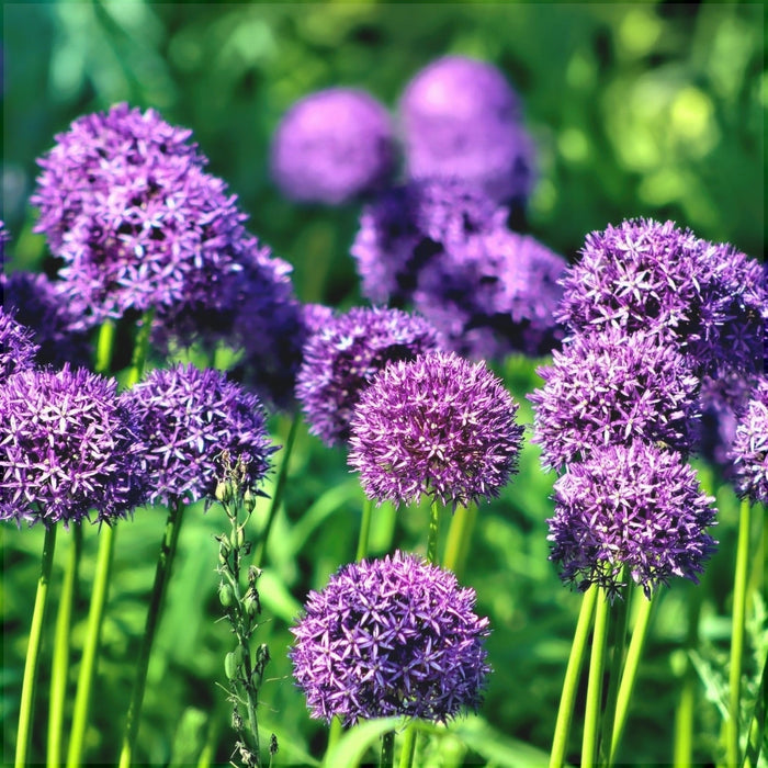 Bulbi de Allium "Aflatunense", 2 Bucati