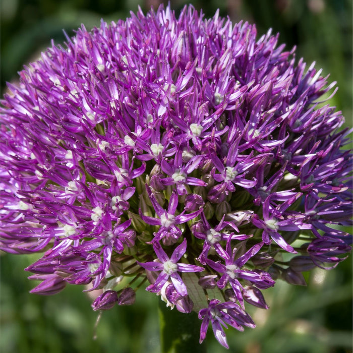 Bulbi de Allium "Akita", 2 Bucati